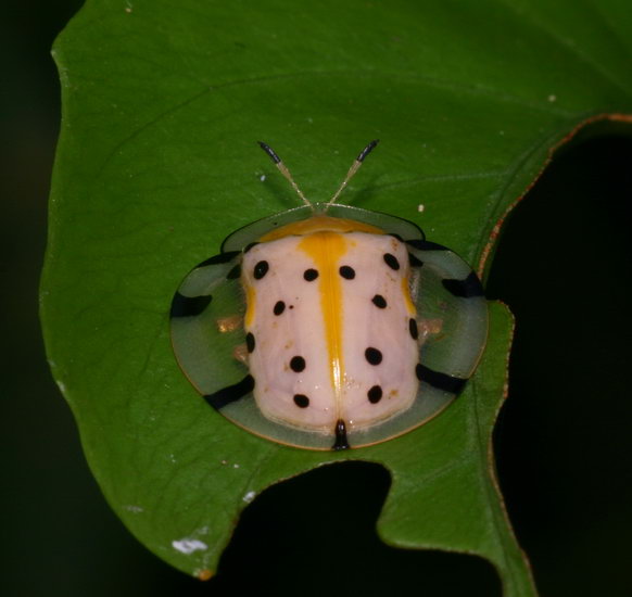 Aspidomorpha sp. Chrysomelidae
