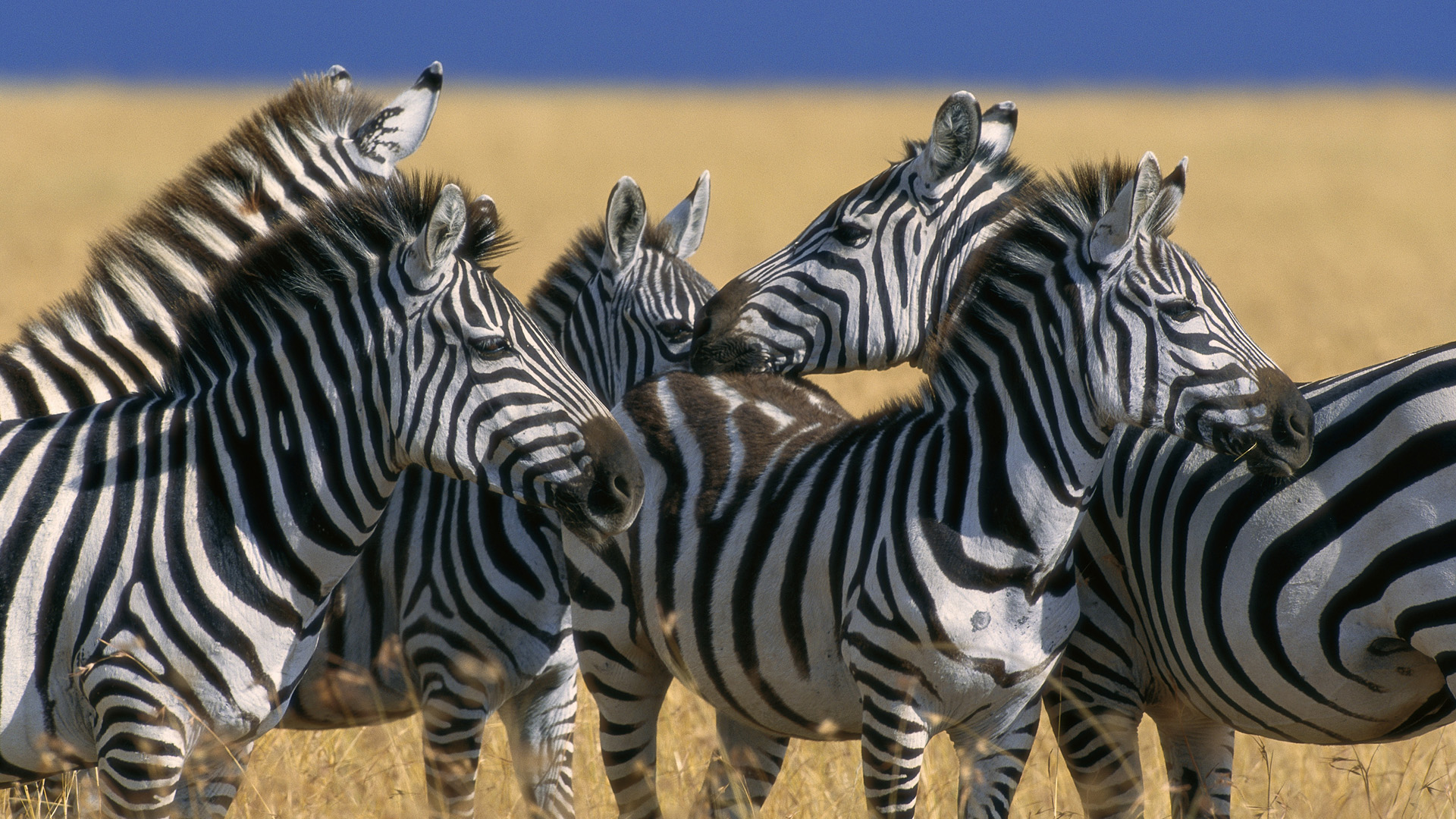 Herd of Plains Zebras