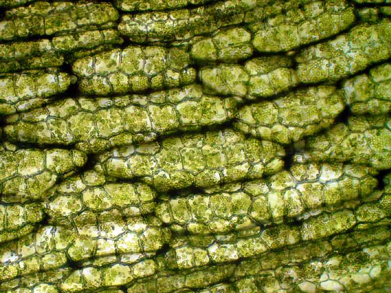 Клетки водного растения валлиснерии