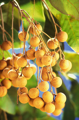 275px-Dimocarpus_longan_fruits