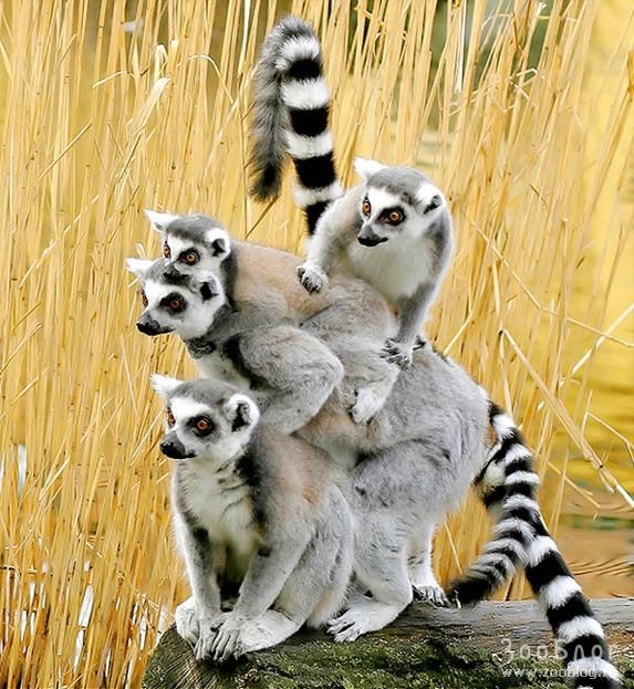 1369156648_lemur-fotos