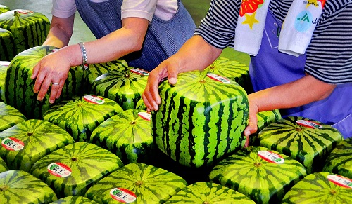 Japan Cubic Watermelons