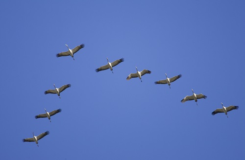 Cranes in Biebrza national park. Poland. Æóðàâëü DVD-052N