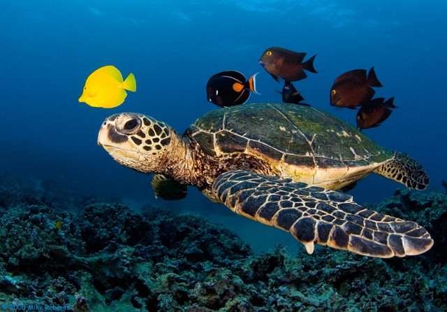 Мексика-морская-черепаха