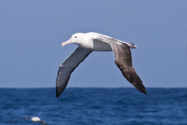 southern-royal-albatross