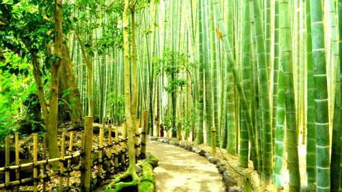 Bamboo-Forest-in-Japan