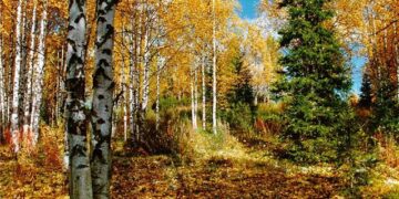 Интернет-урок по окружающему миру «Природные зоны. Смешанный лес»