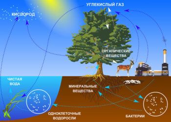 Интернет-урок «Круговорот веществ»