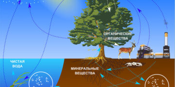 Интернет-урок «Круговорот веществ»