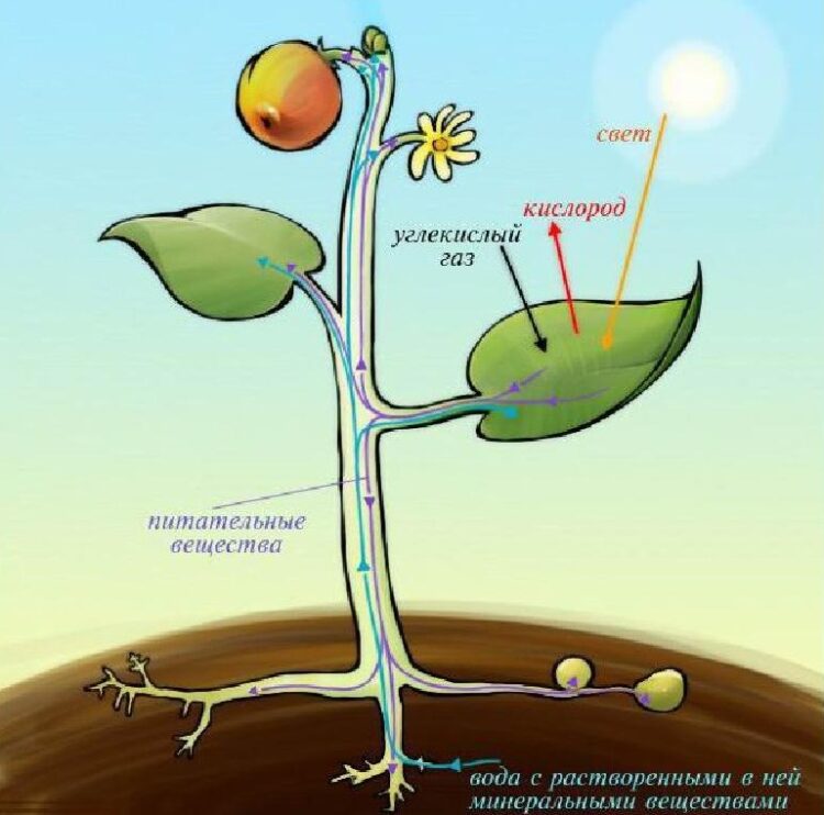 Все живые клетки растения активно поглощают кислород. Питание растений. Процесс питания растений. Схема питания растений. Обмен веществ у растений.