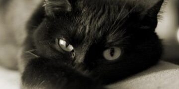 Фотовыставка «Спокойной ночи!»
