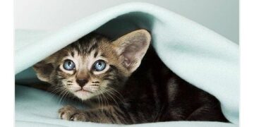 Урок ИЗО «Рисуем котёнка»