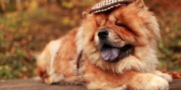 Интересно….. Послания от твоей собаки