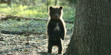 Классный час «Мишка косолапый»