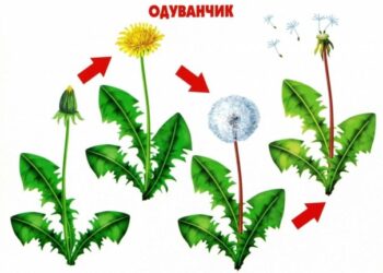 Интересно… как растёт живое