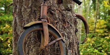 Интересно… парковка у дерева