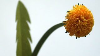 Творческая мастерская «Одуванчик»