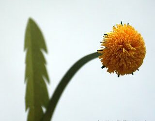 Творческая мастерская «Одуванчик»